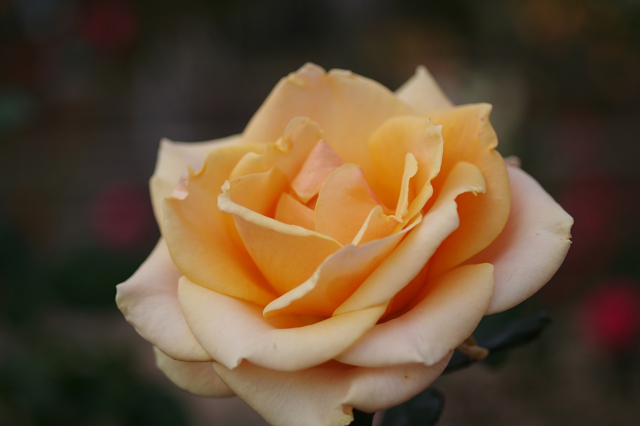 群馬県前橋市の敷島公園のバラ園