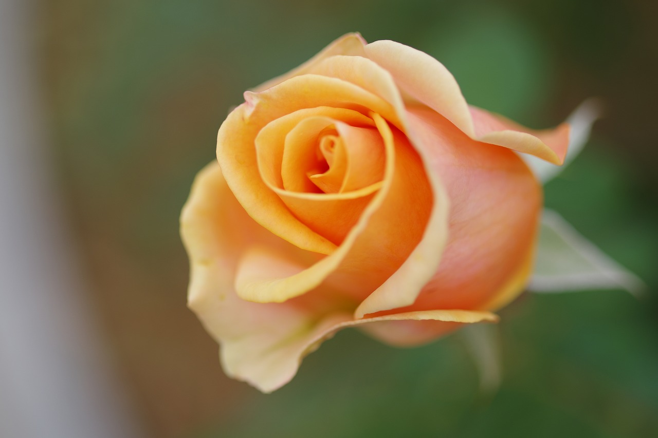 群馬県前橋市の敷島公園のバラ園