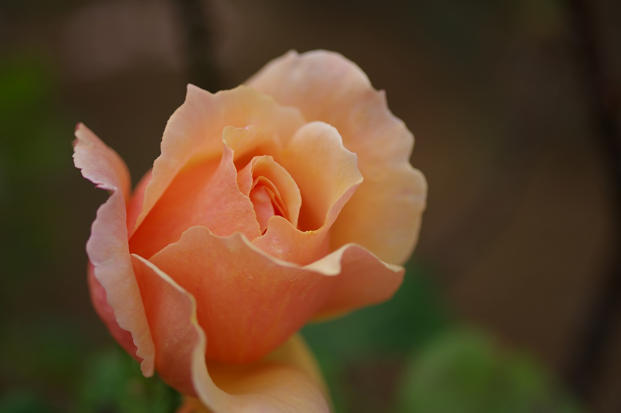 群馬県前橋市の敷島公園のバラ園