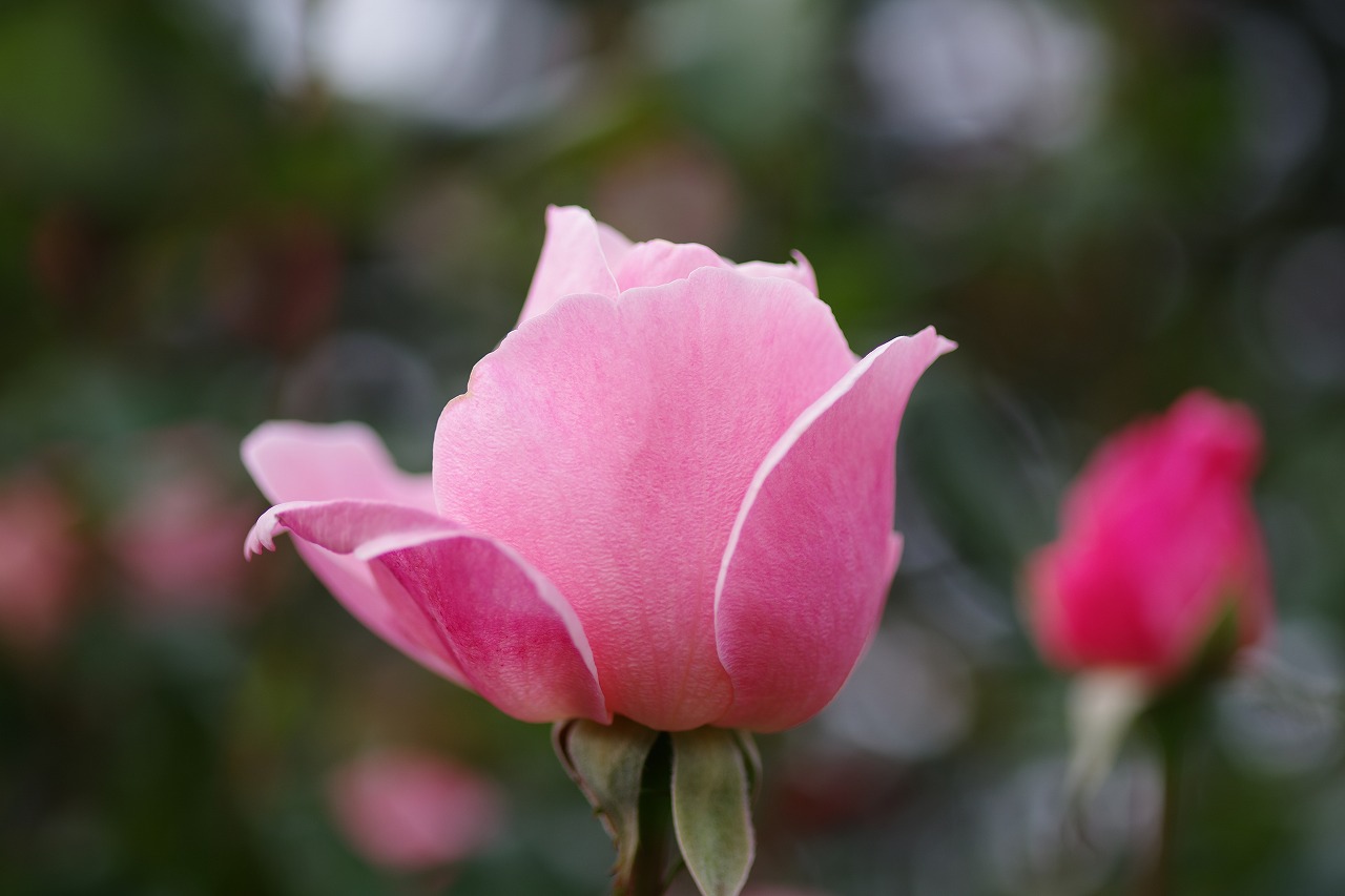 群馬県前橋市の敷島公園のバラ園