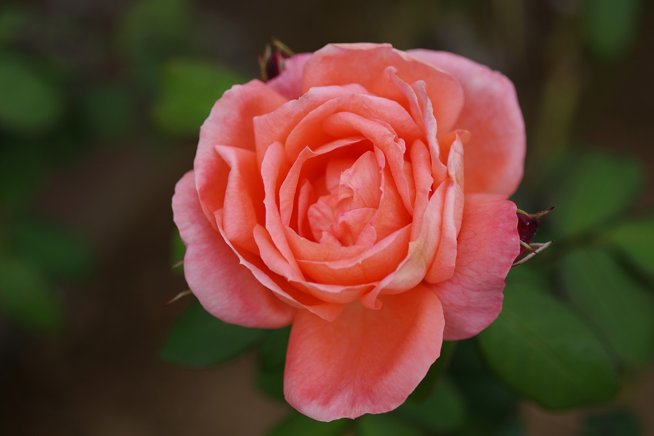 群馬県前橋市の敷島公園のバラ園