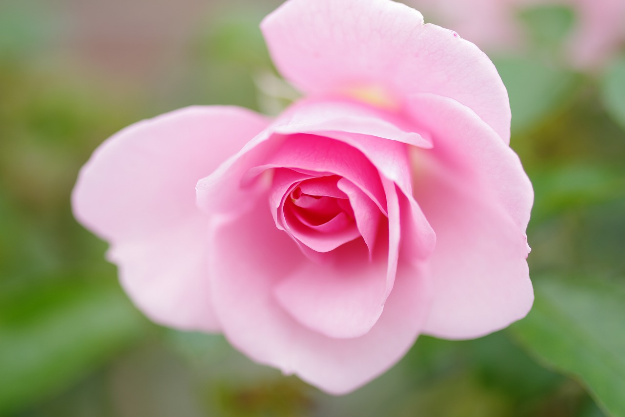 群馬県前橋市の敷島公園のバラ園