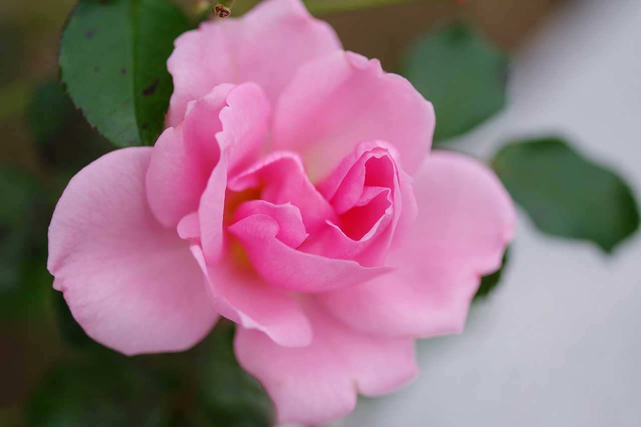 群馬県前橋市の敷島公園のバラ園