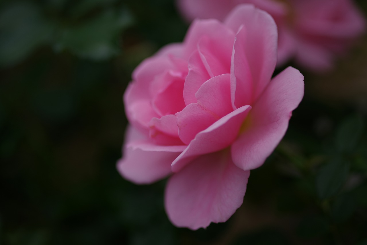 群馬県前橋市の敷島公園のバラ園