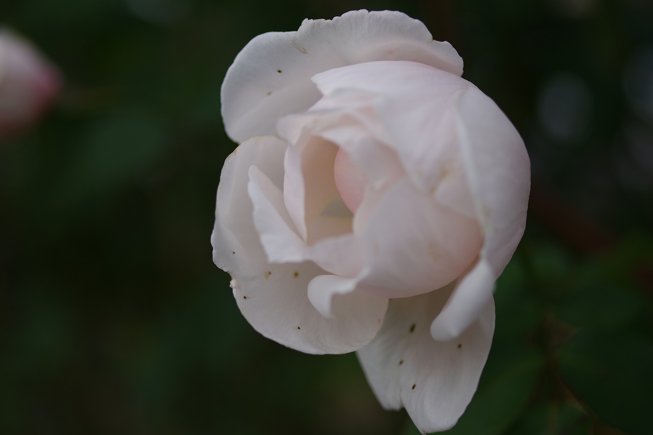 群馬県前橋市の敷島公園のバラ園