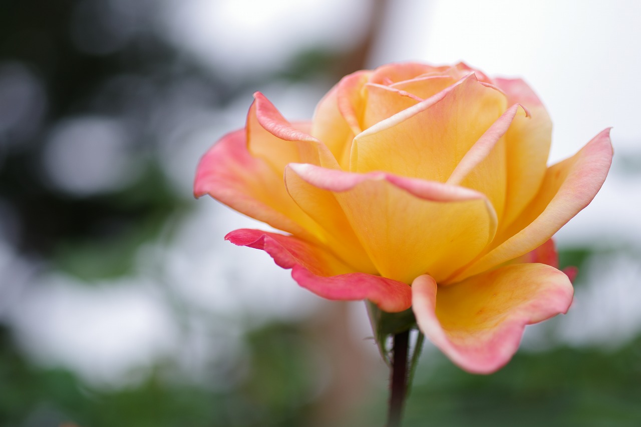 群馬県前橋市の敷島公園のバラ園