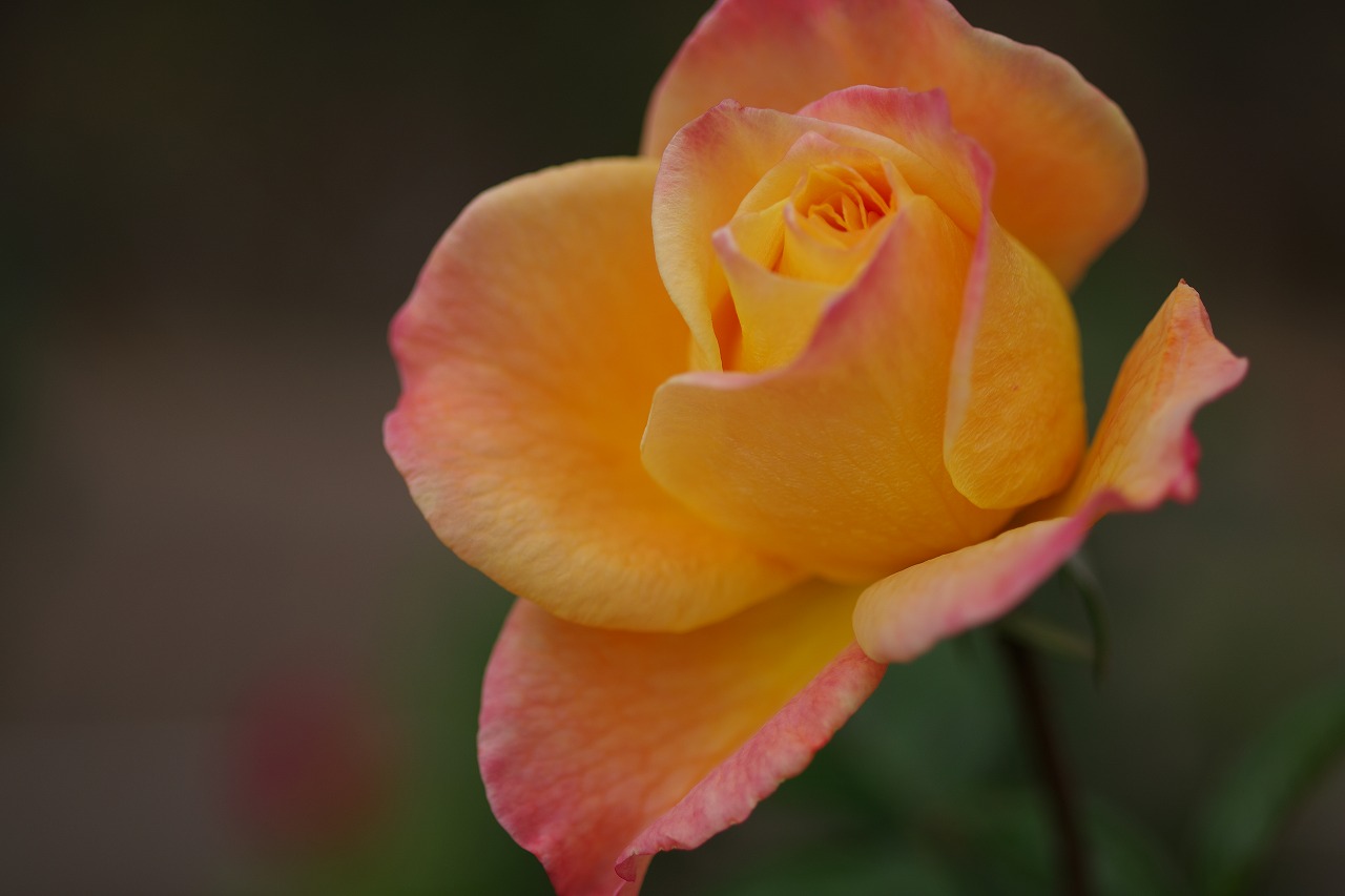 群馬県前橋市の敷島公園のバラ園