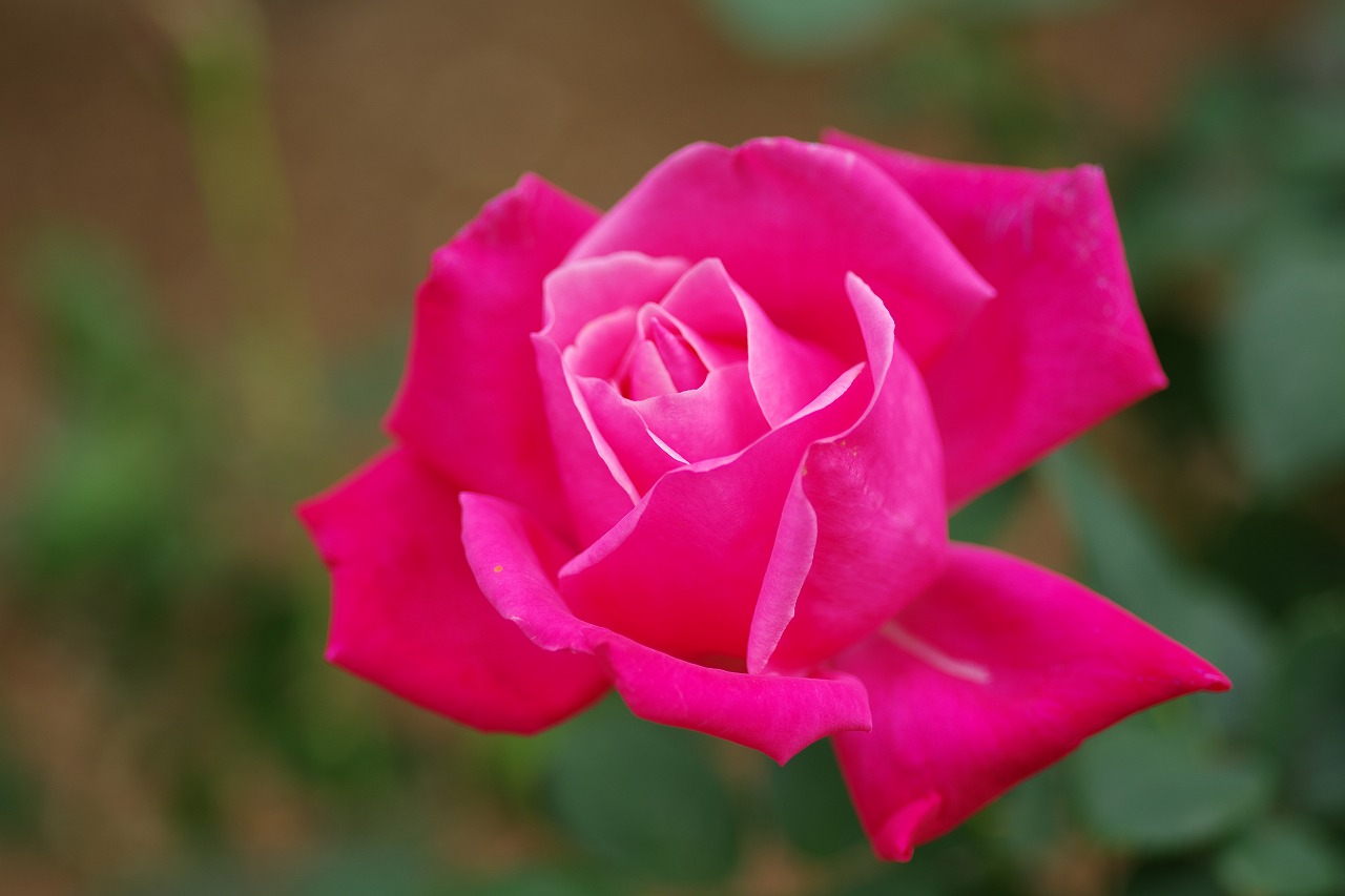 群馬県前橋市の敷島公園のバラ園