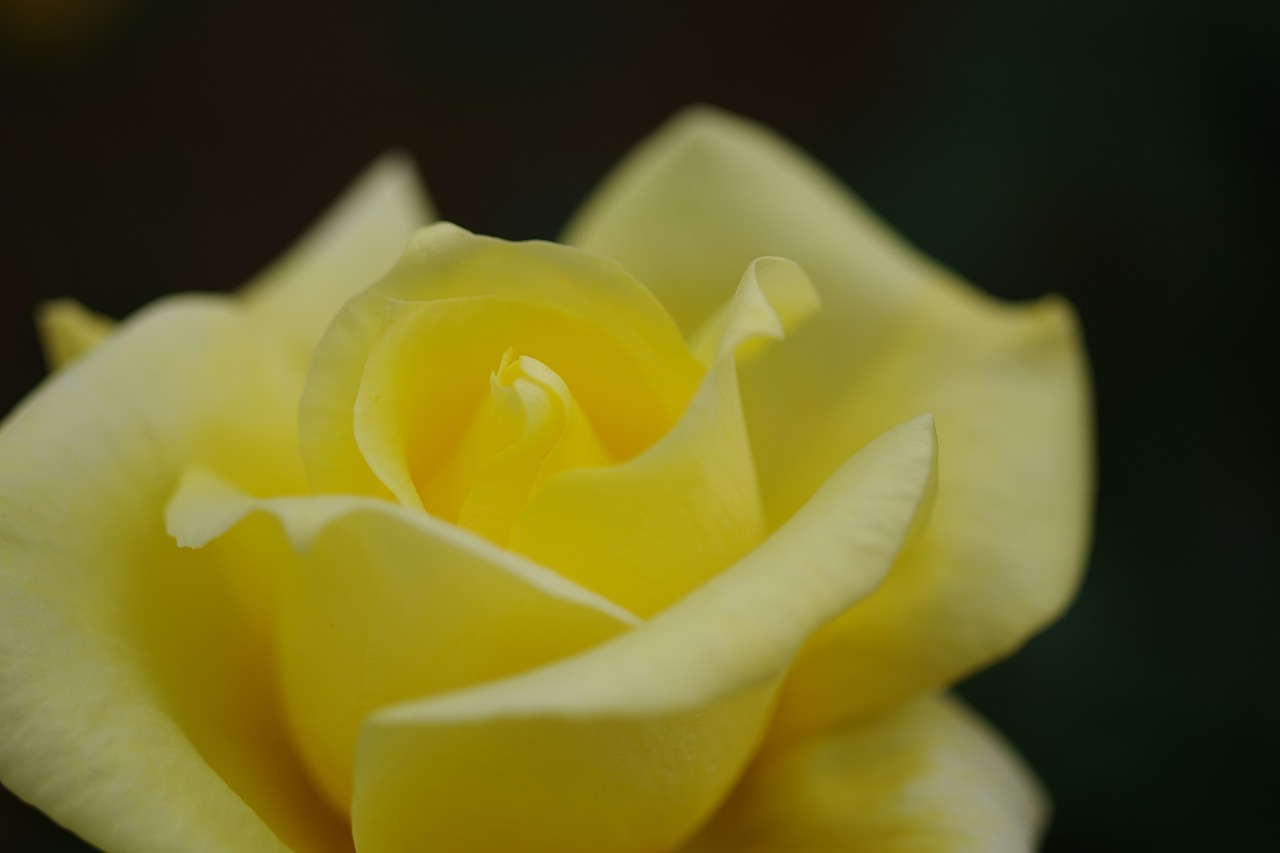 群馬県前橋市の敷島公園のバラ園