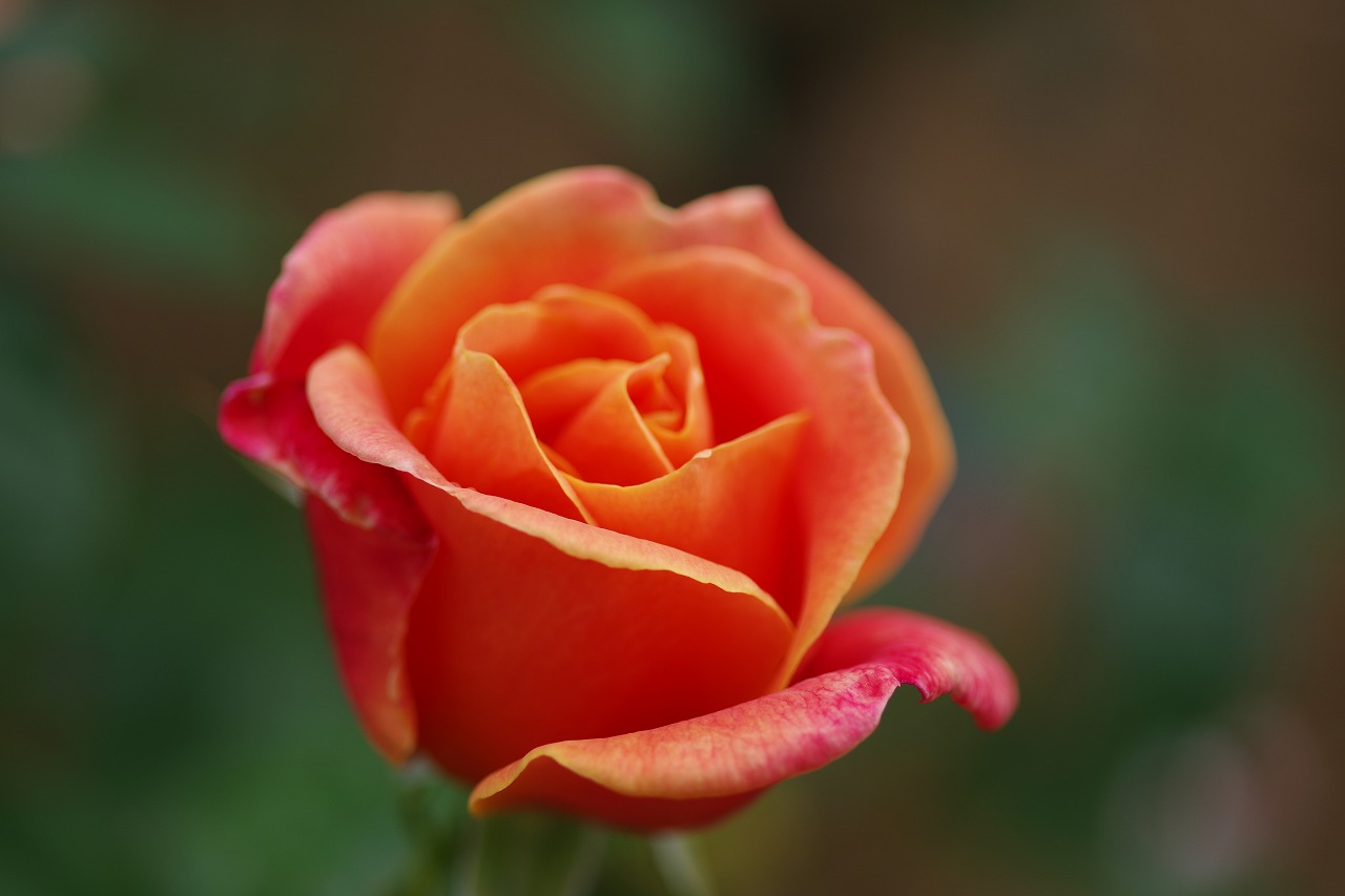 群馬県前橋市の敷島公園のバラ園