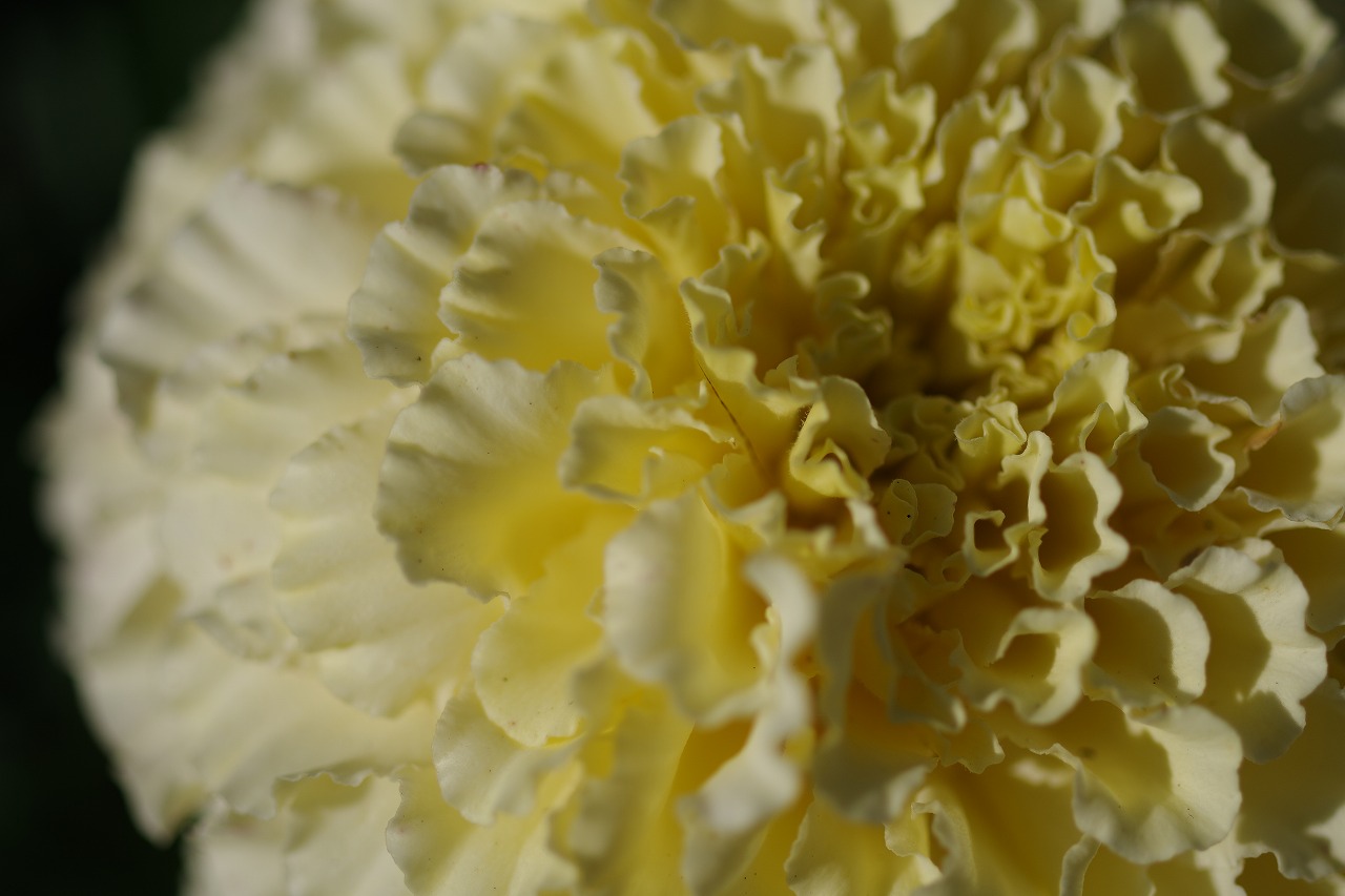群馬県前橋市の群馬フラワーパークの花々