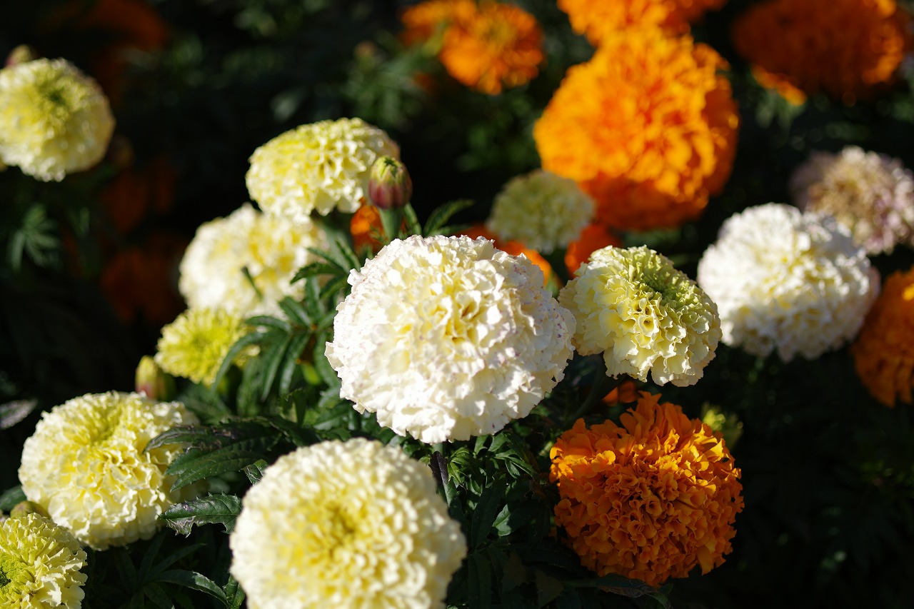群馬県前橋市の群馬フラワーパークの花々