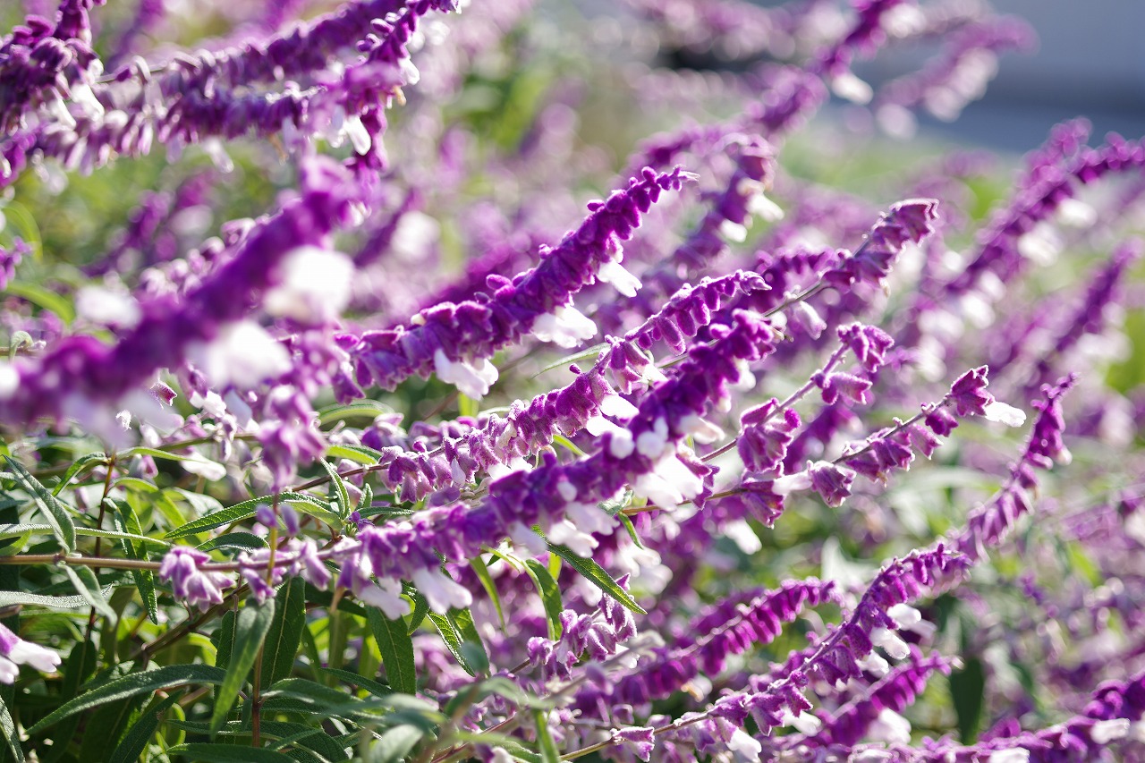 群馬県前橋市の群馬フラワーパークの花々