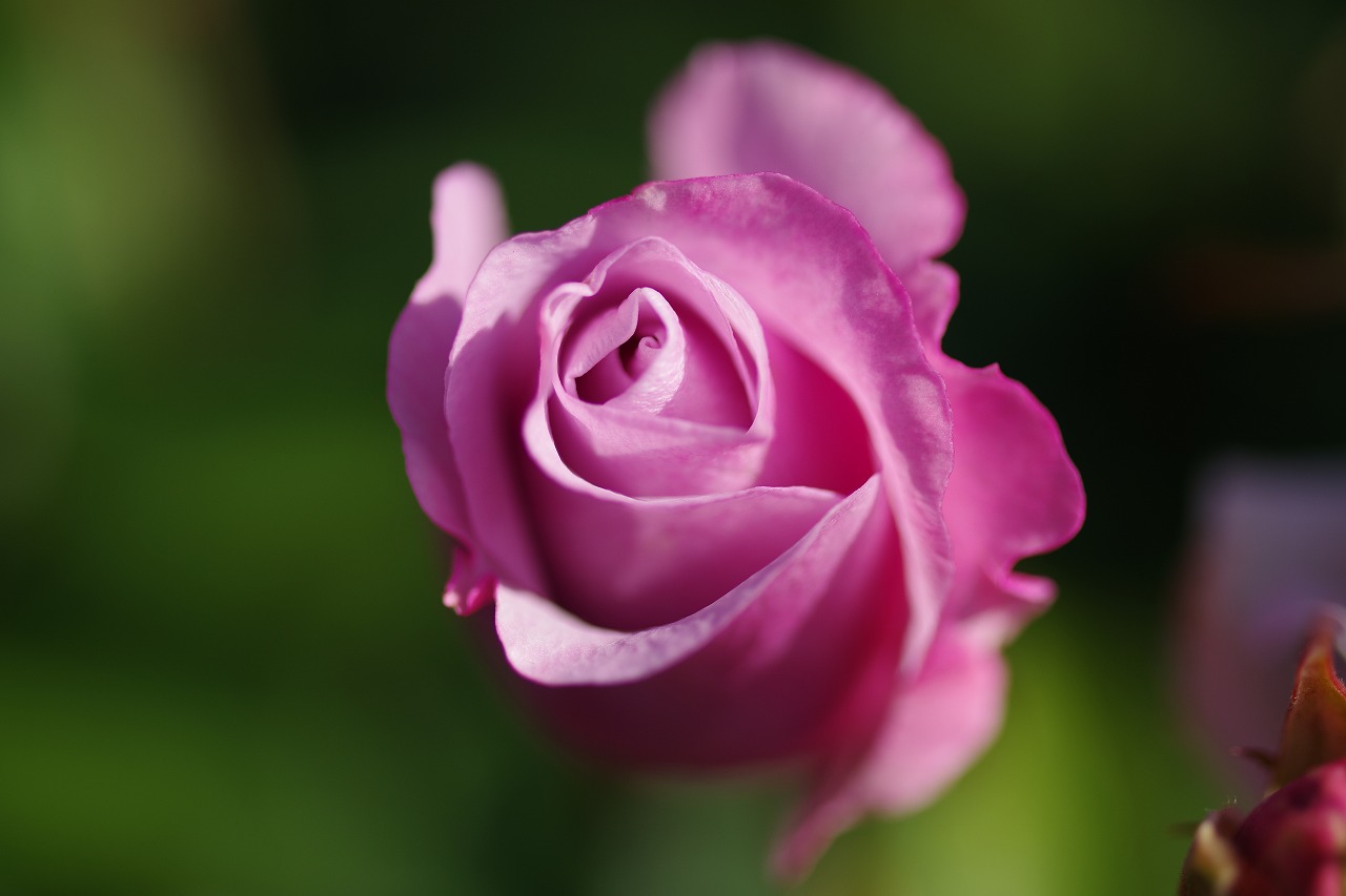 群馬県前橋市の群馬フラワーパークの花々