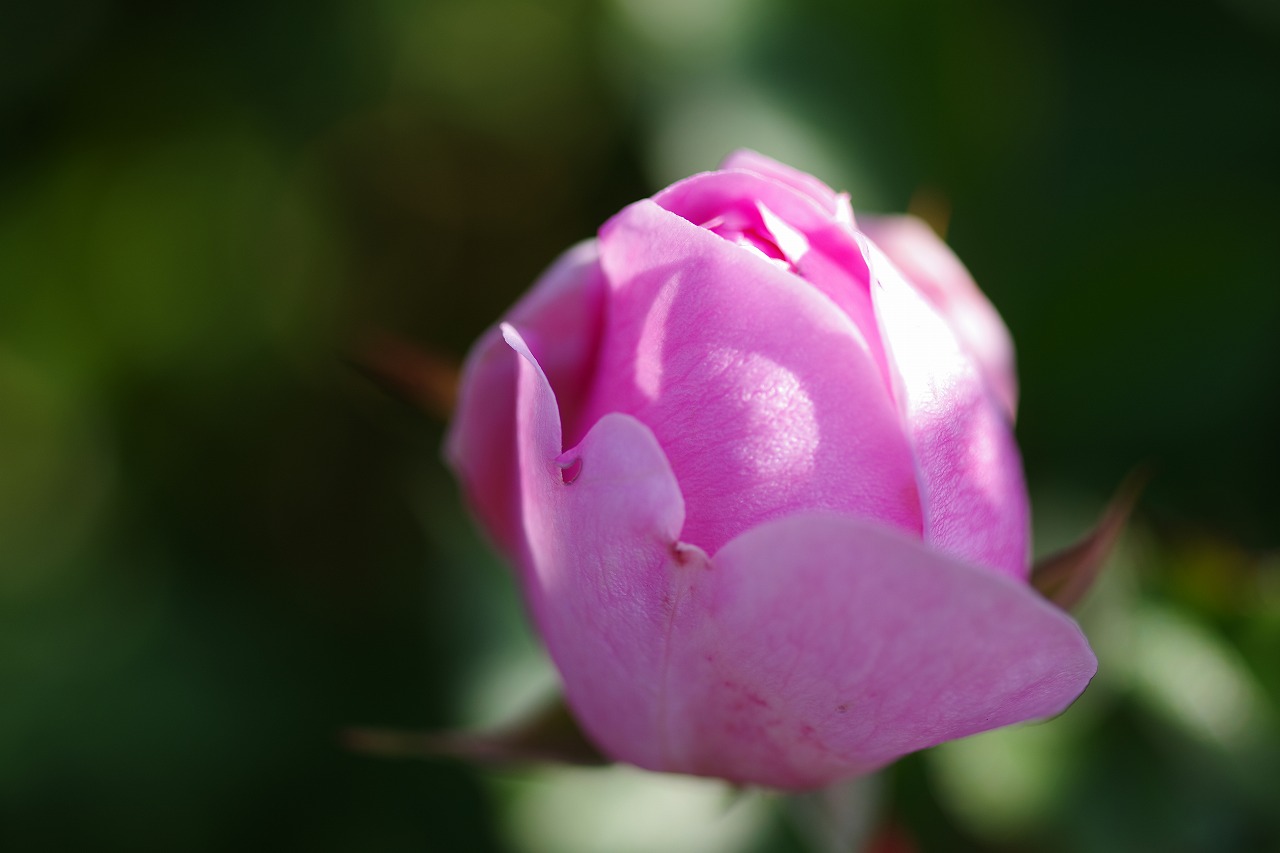 群馬県前橋市の群馬フラワーパークの花々