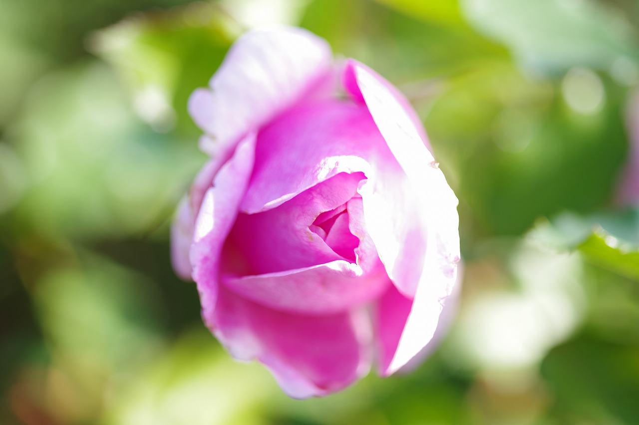 群馬県前橋市の群馬フラワーパークの花々