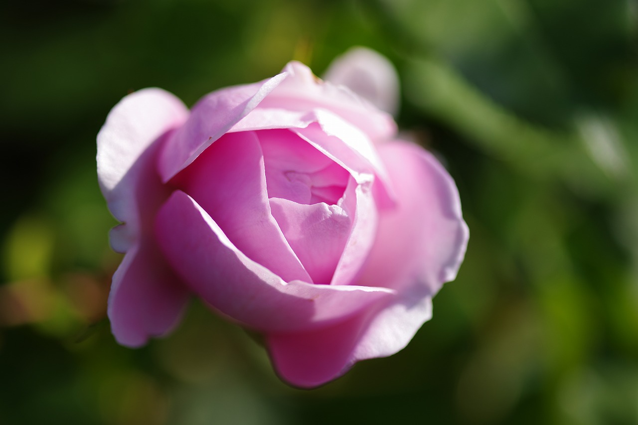 群馬県前橋市の群馬フラワーパークの花々