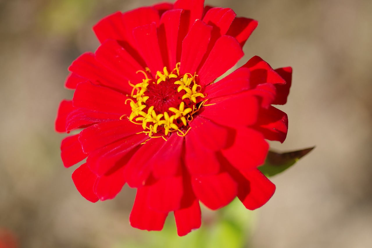 群馬県前橋市の群馬フラワーパークの花々