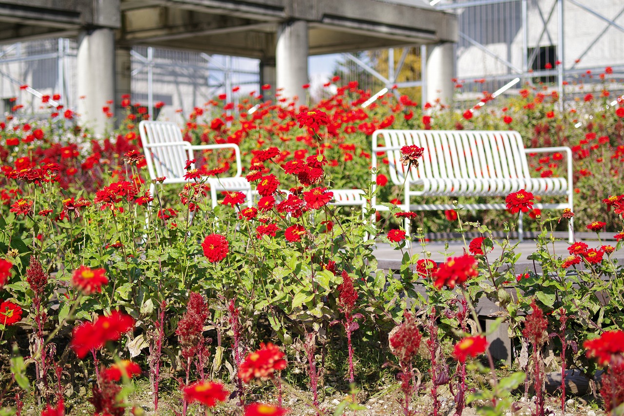 群馬県前橋市の群馬フラワーパークの花々