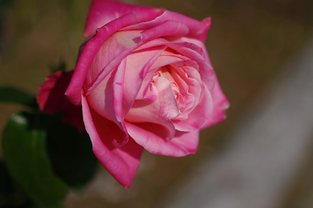 群馬県前橋市の群馬フラワーパークの花々