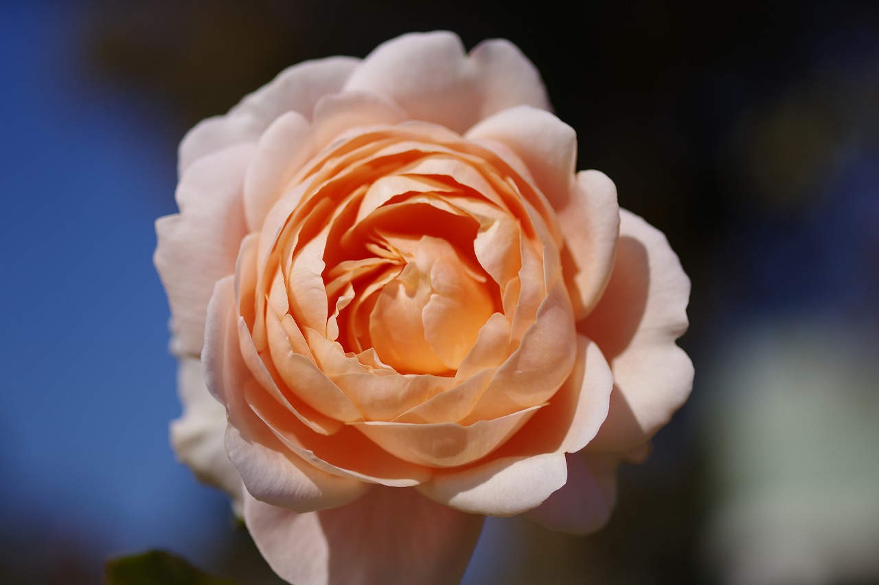 群馬県前橋市の群馬フラワーパークの花々