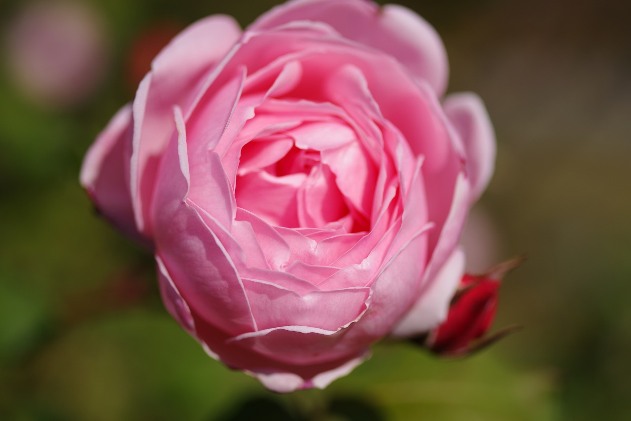 群馬県前橋市の群馬フラワーパークの花々