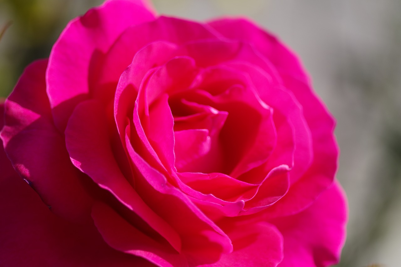 群馬県前橋市の群馬フラワーパークの花々