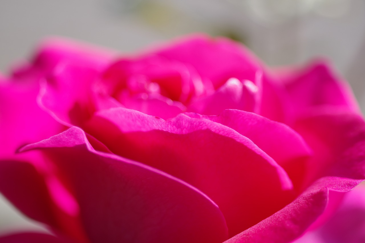 群馬県前橋市の群馬フラワーパークの花々