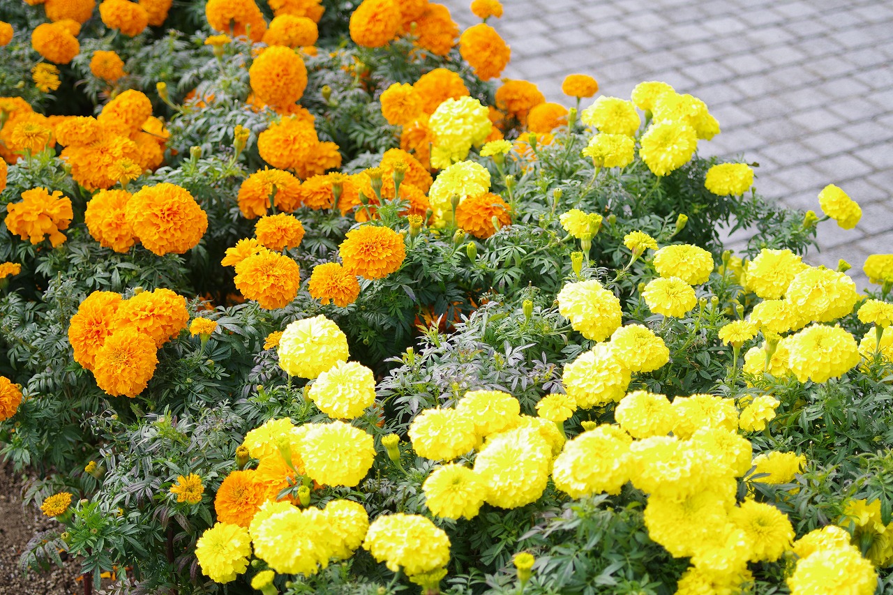 群馬県前橋市の群馬フラワーパークの花々