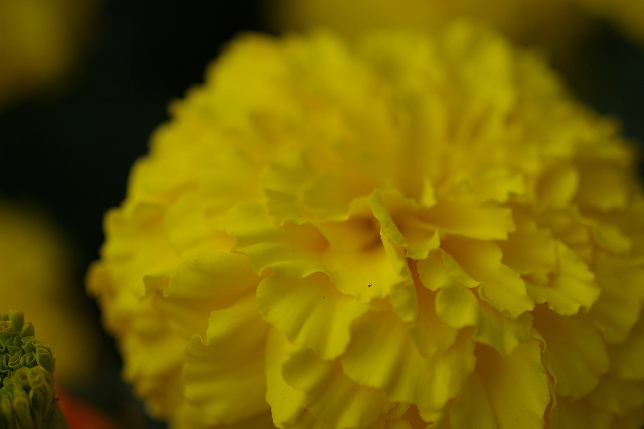 群馬県前橋市の群馬フラワーパークの花々