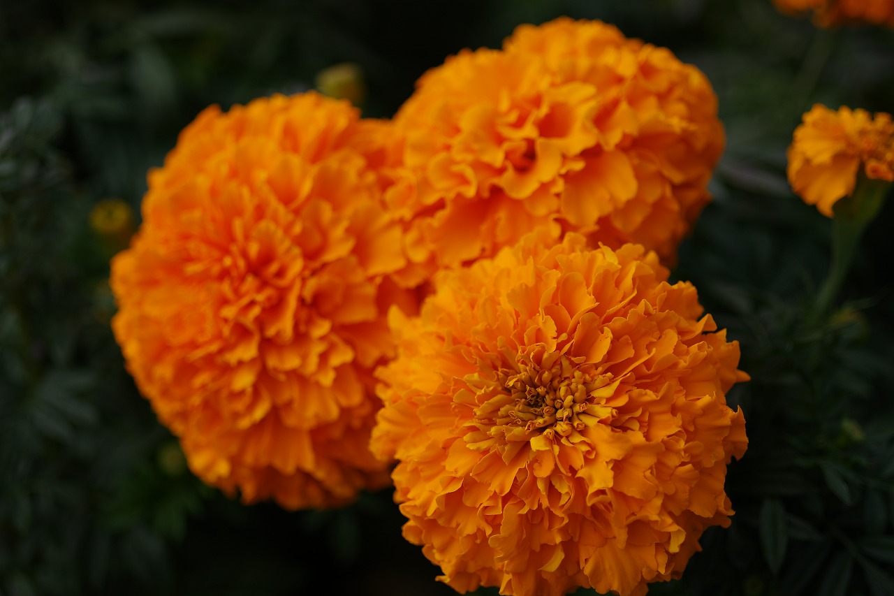 群馬県前橋市の群馬フラワーパークの花々