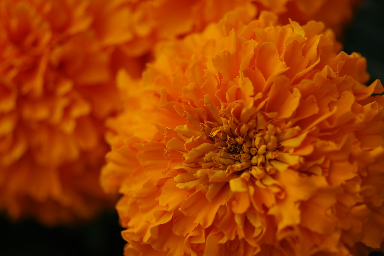 群馬県前橋市の群馬フラワーパークの花々