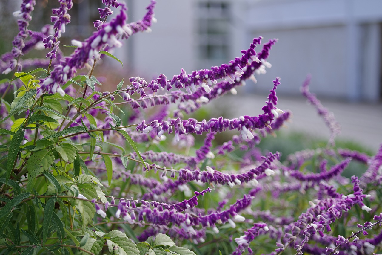 群馬県前橋市の群馬フラワーパークの花々