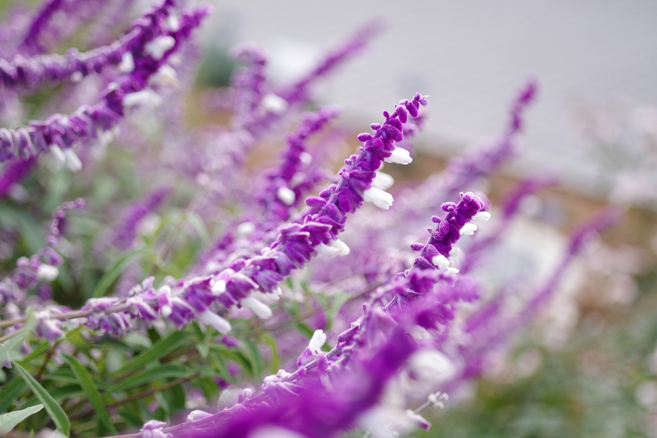 群馬県前橋市の群馬フラワーパークの花々