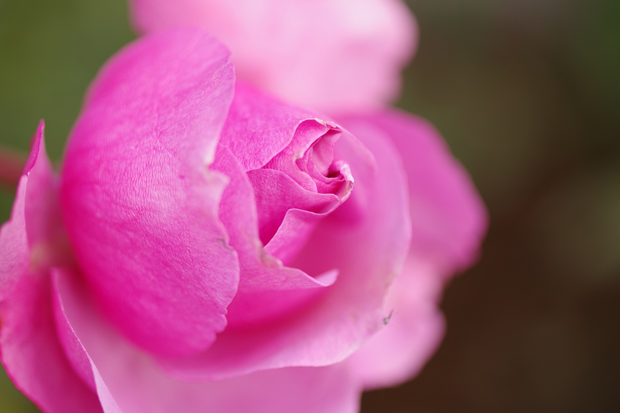 群馬県前橋市の群馬フラワーパークの花々