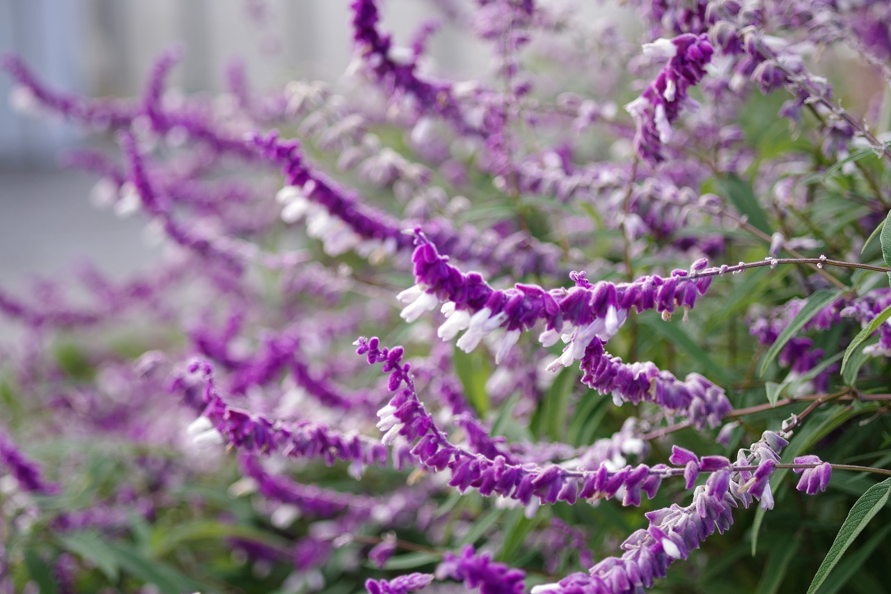 群馬県前橋市の群馬フラワーパークの花々