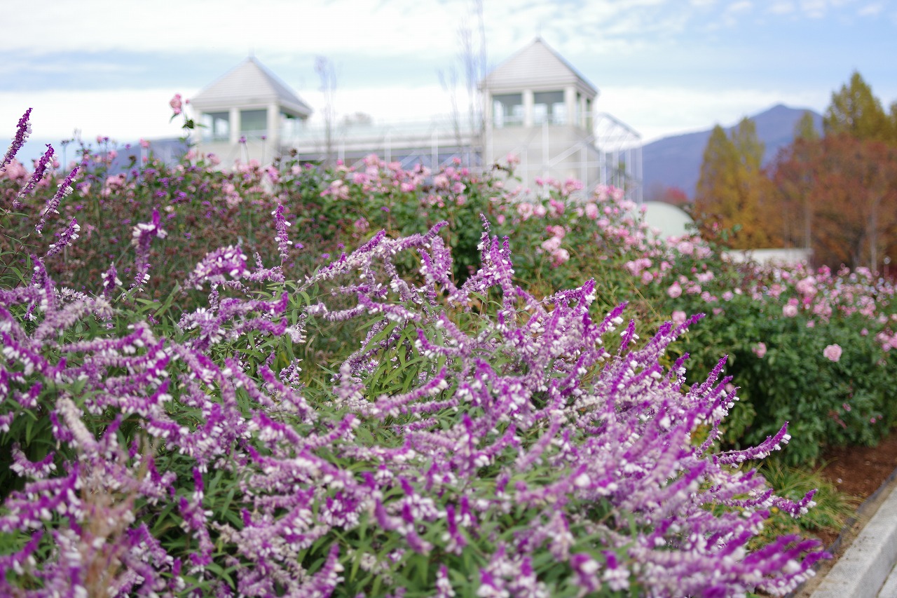 群馬県前橋市の群馬フラワーパークの花々