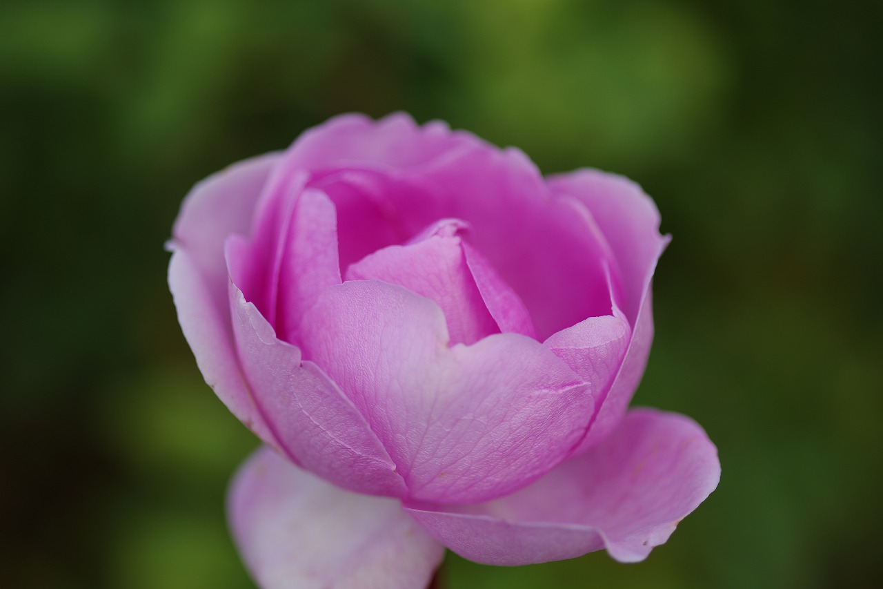 群馬県前橋市の群馬フラワーパークの花々