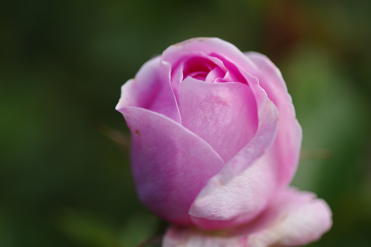 群馬県前橋市の群馬フラワーパークの花々