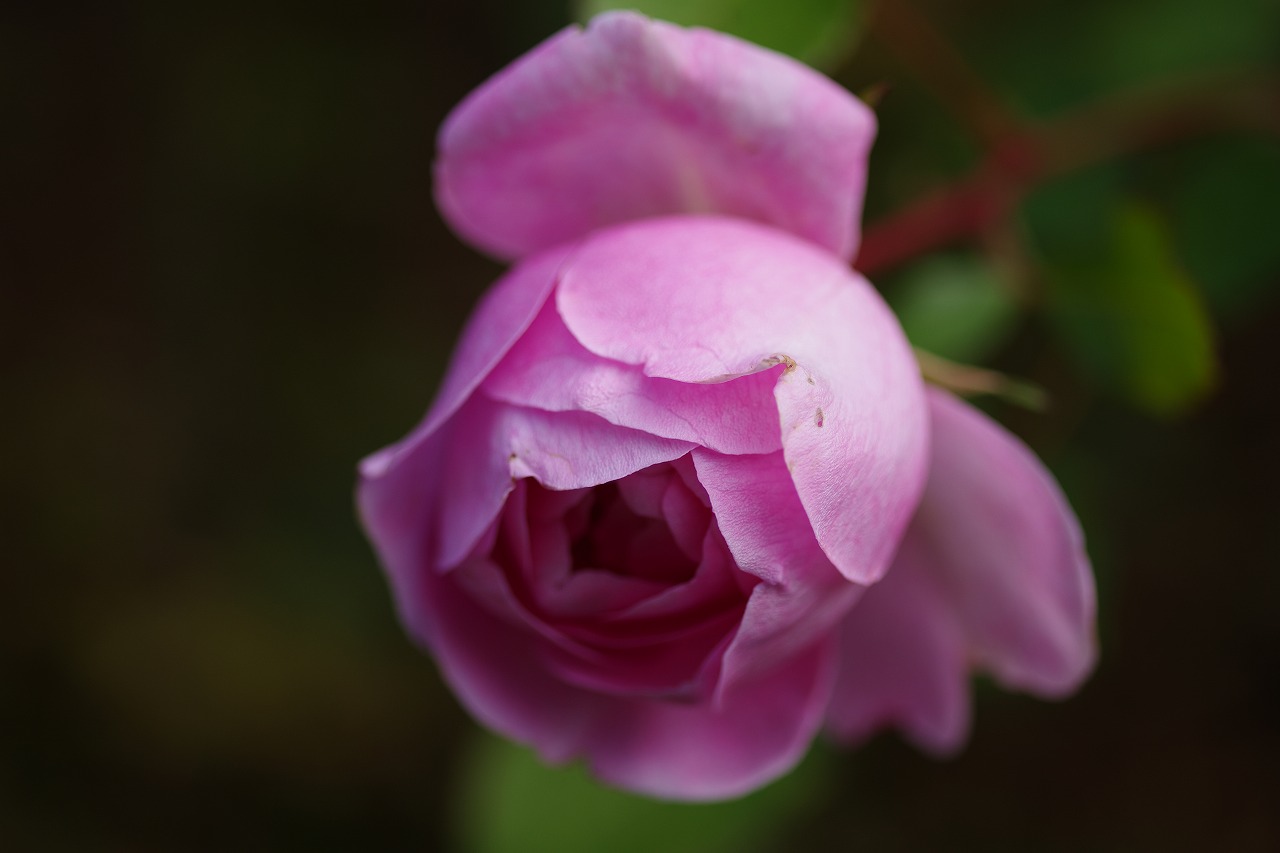 群馬県前橋市の群馬フラワーパークの花々