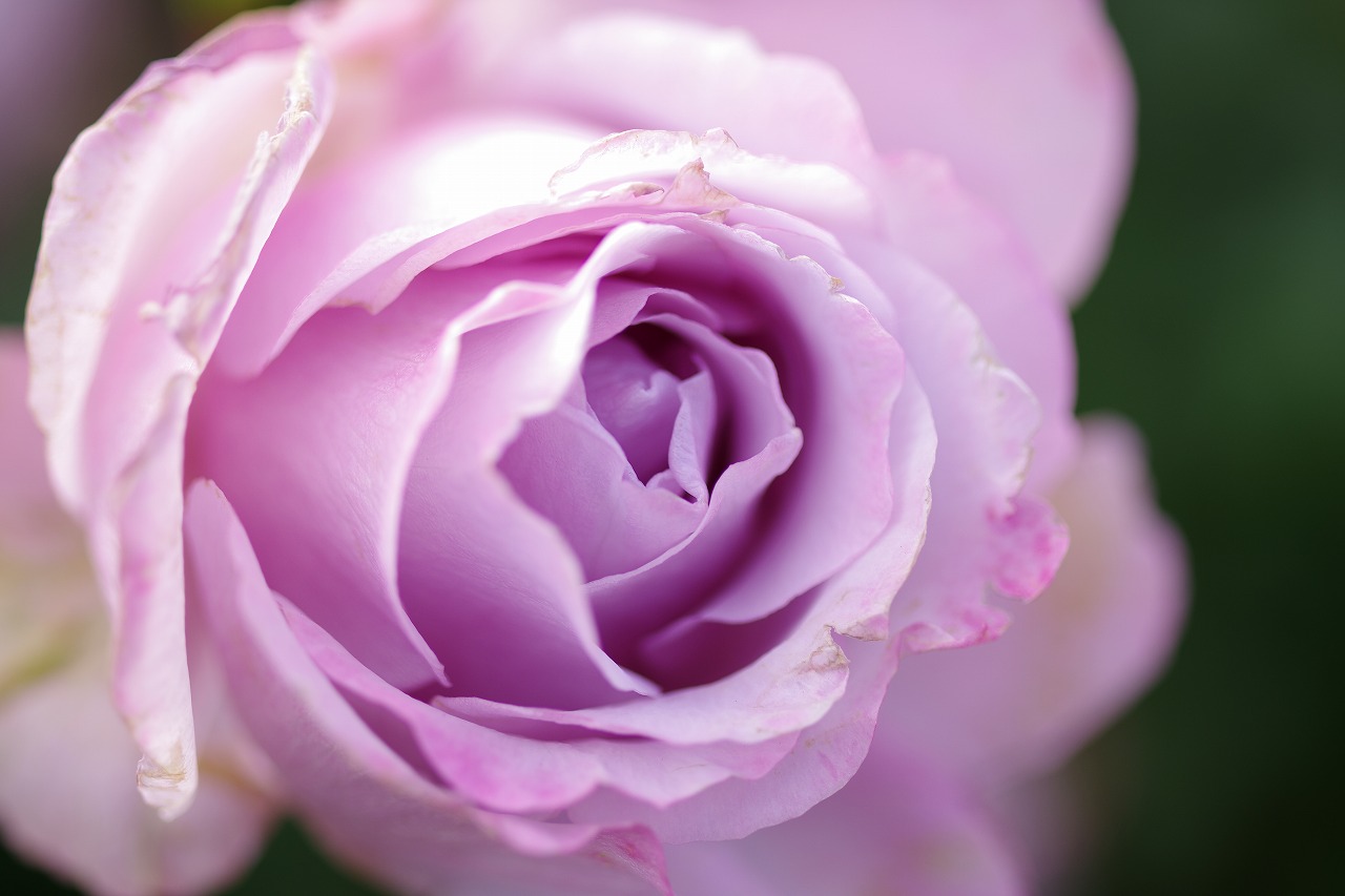 群馬県前橋市の群馬フラワーパークの花々
