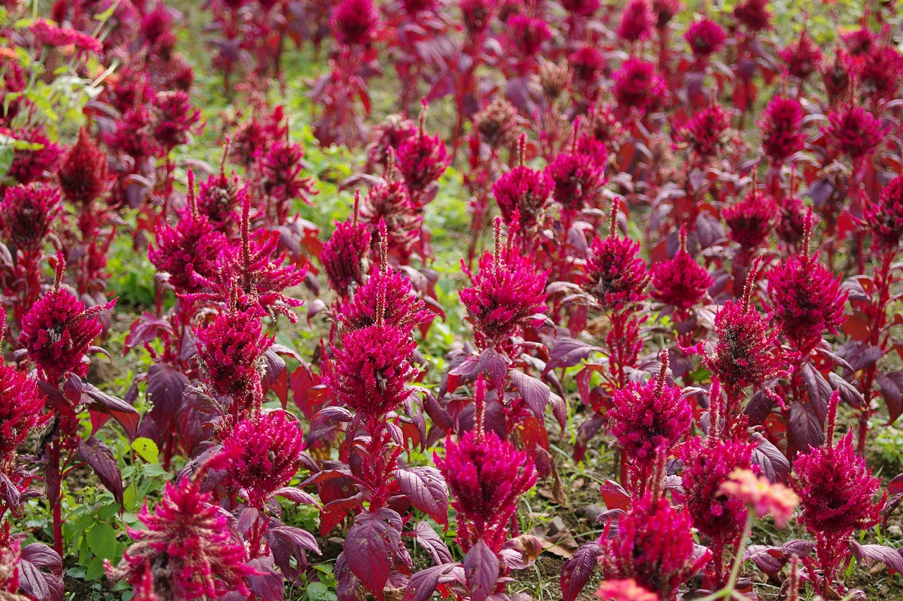 群馬県前橋市の群馬フラワーパークの花々