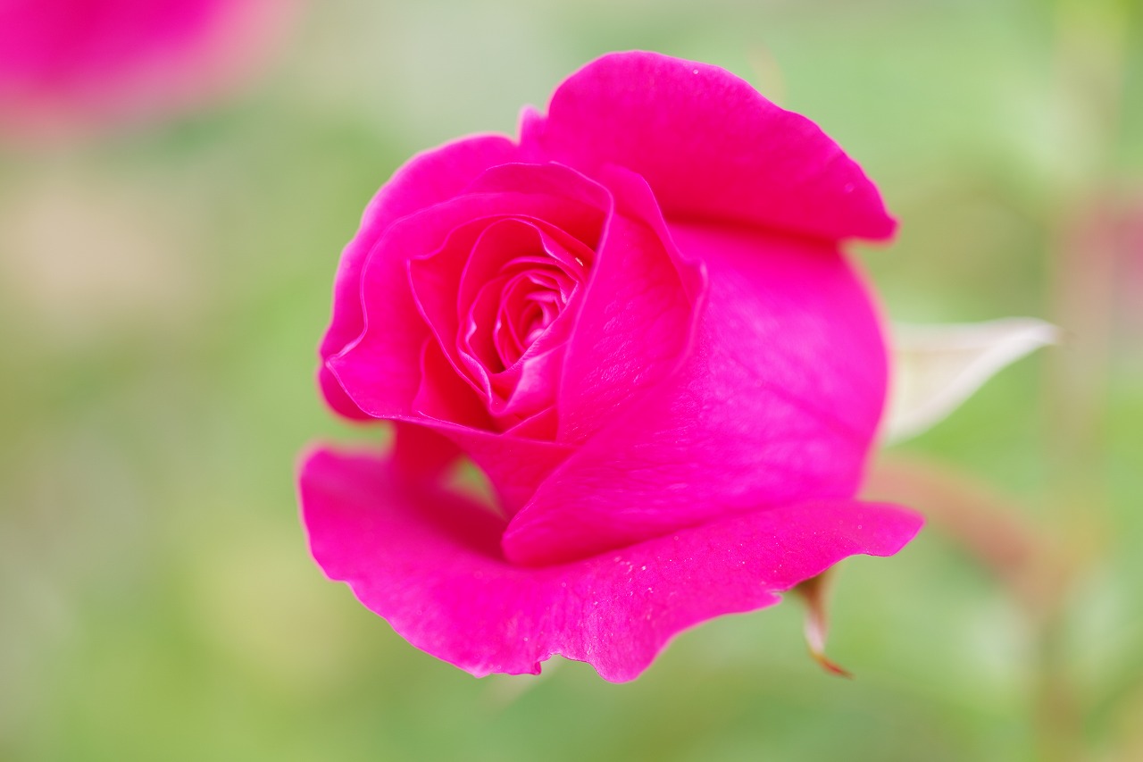 群馬県前橋市の群馬フラワーパークの花々