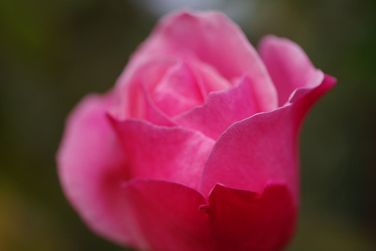 群馬県前橋市の群馬フラワーパークの花々