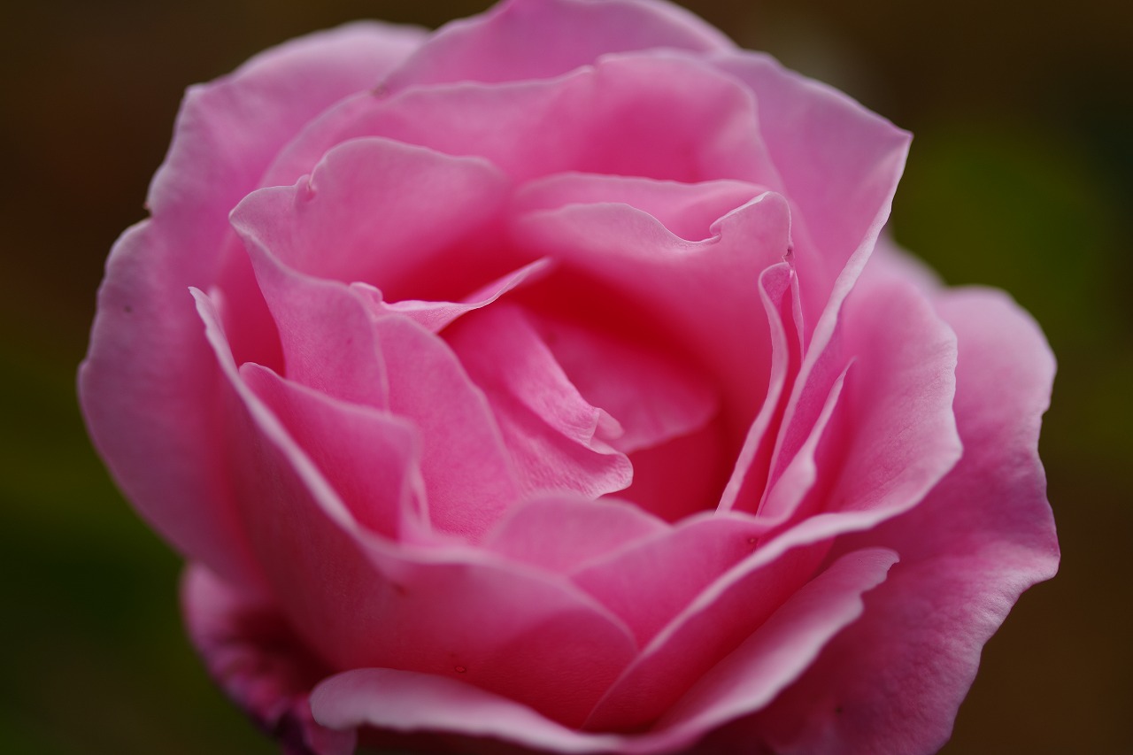 群馬県前橋市の群馬フラワーパークの花々