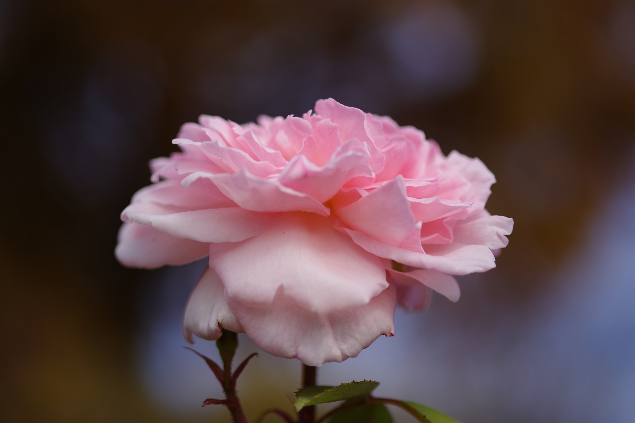 群馬県前橋市の群馬フラワーパークの花々