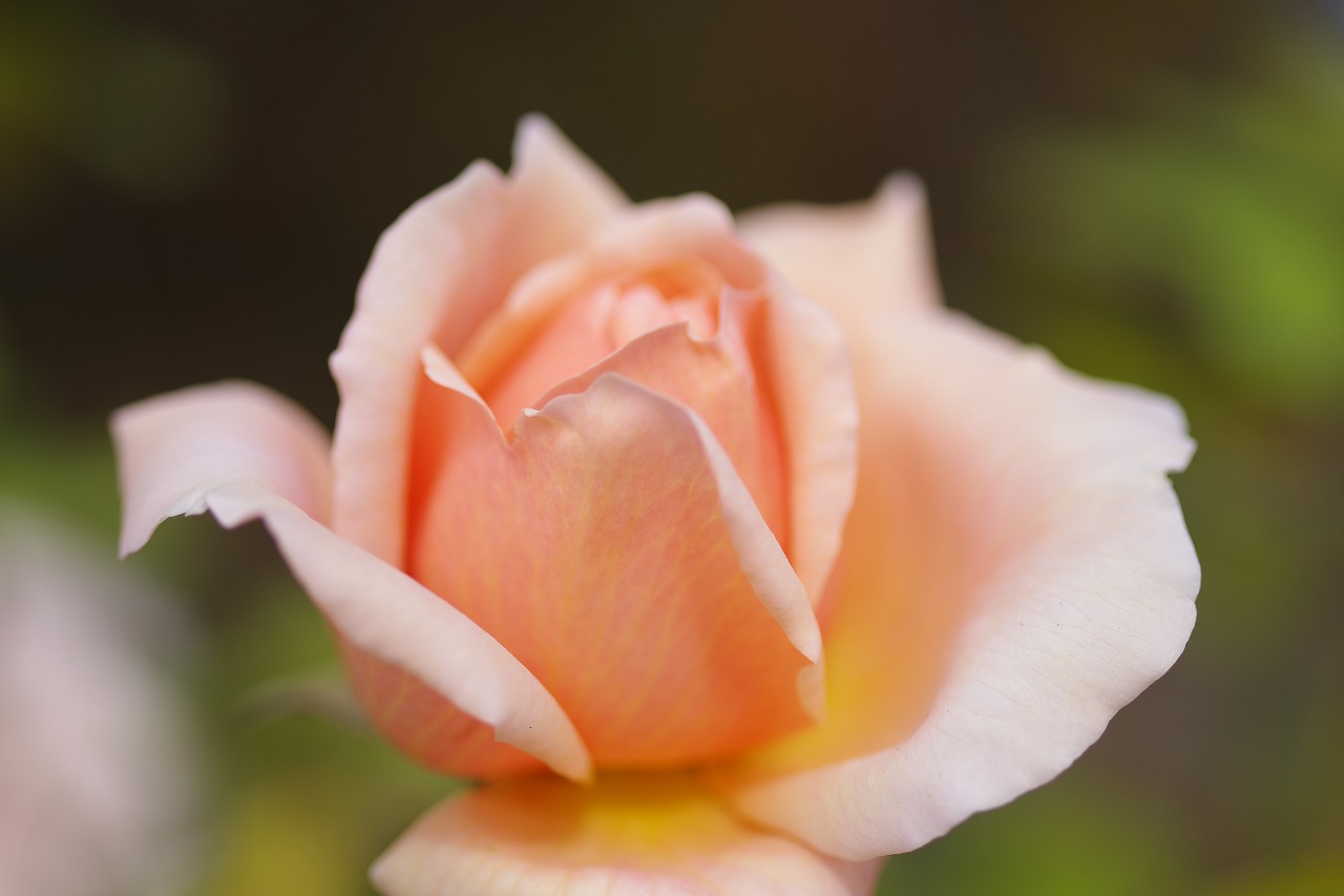 群馬県前橋市の群馬フラワーパークの花々
