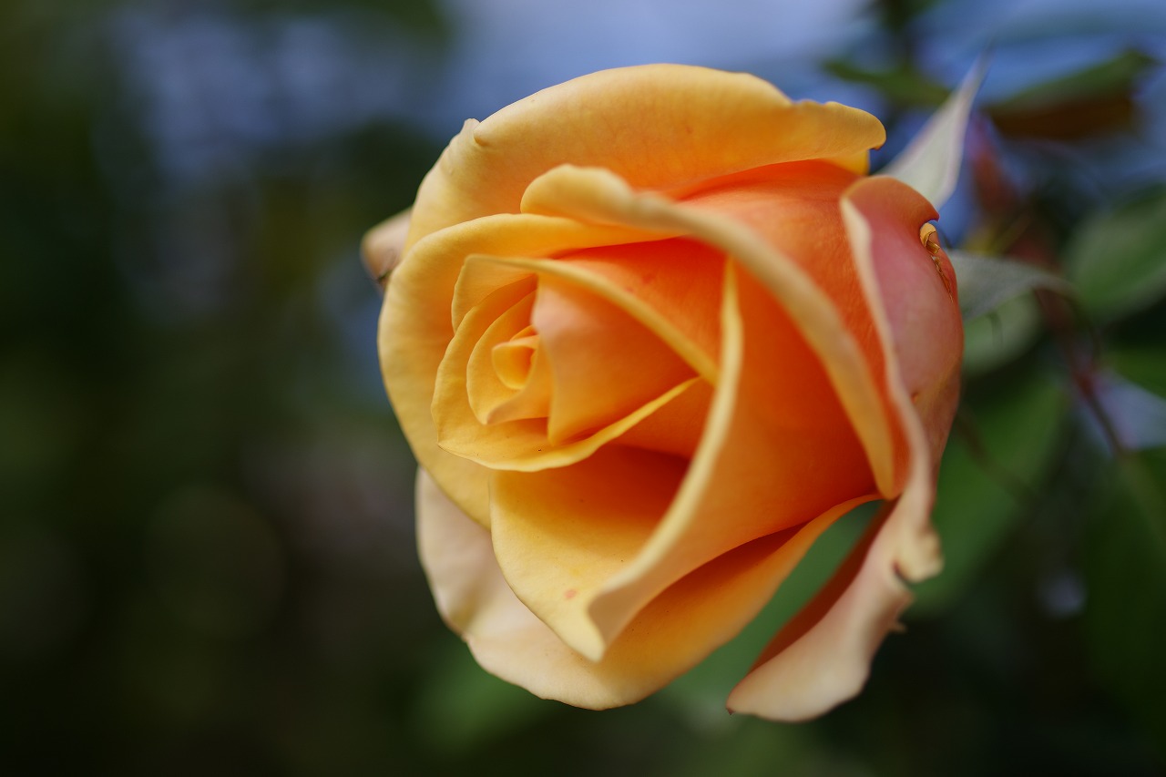 群馬県前橋市の群馬フラワーパークの花々