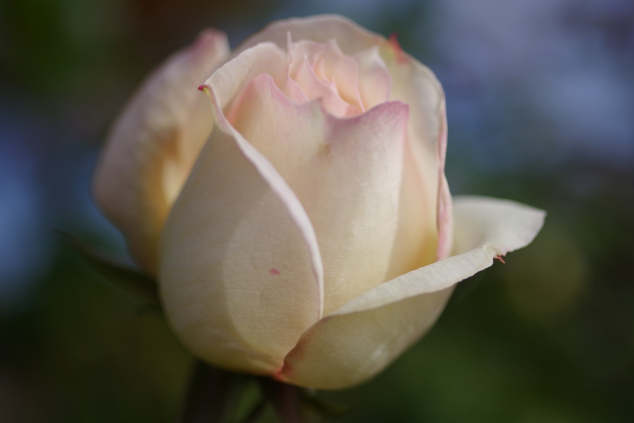 群馬県前橋市の群馬フラワーパークの花々