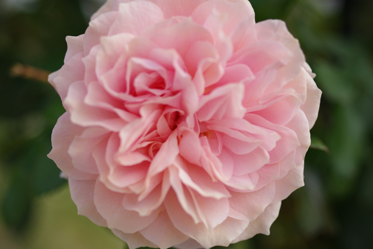 群馬県前橋市の群馬フラワーパークの花々